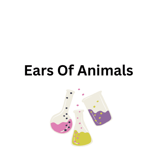 Ears Of Animals